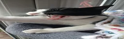 Domestic Shorthair cats for sale: Tuxedo. Direct Rehome  - Advert 2