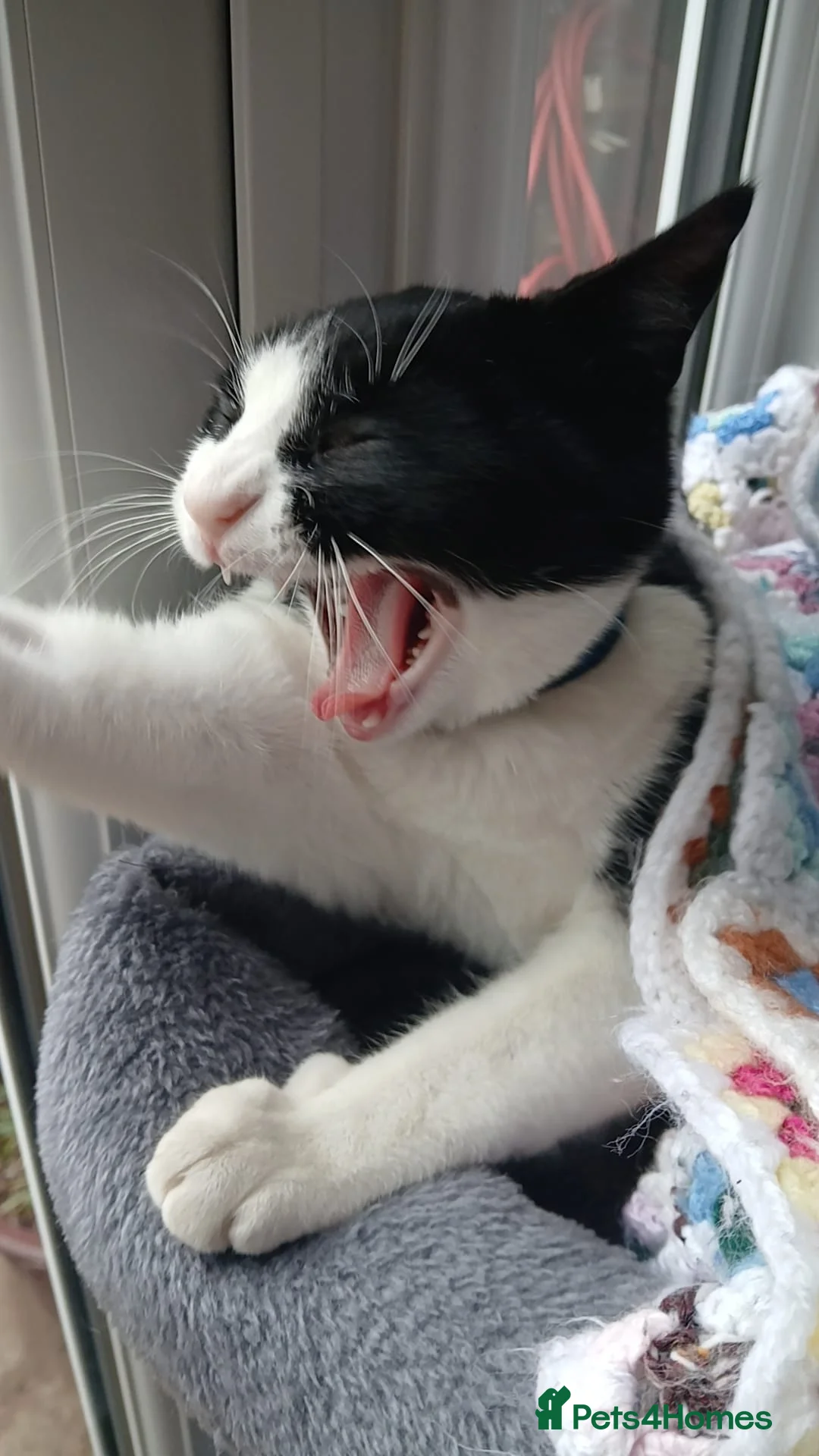 Domestic Shorthair cats for sale: Tuxedo. Direct Rehome  - Advert 2