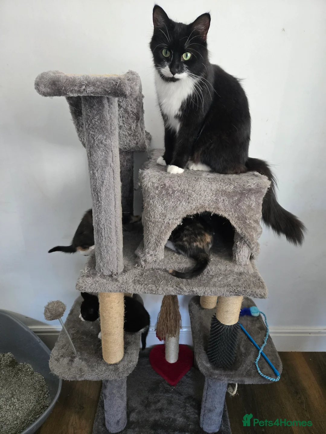 Mixed Breed cats for sale: 3 kittens for sale - Advert 2