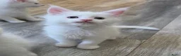 Maine Coon cats for sale: Stunning Maine coon kittens - Advert 7
