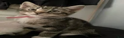 Mixed Breed cats for sale: Beautiful kittens ready for their forever homes - Advert 6