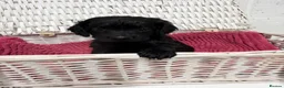 Cockapoo dogs for sale: Beautiful Cockapoo Puppies for Sale - Ready to go  - Advert 5
