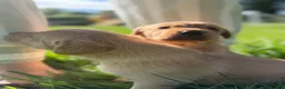 Labrador Retriever dogs for sale: Fox Red Labrador  - Advert 14