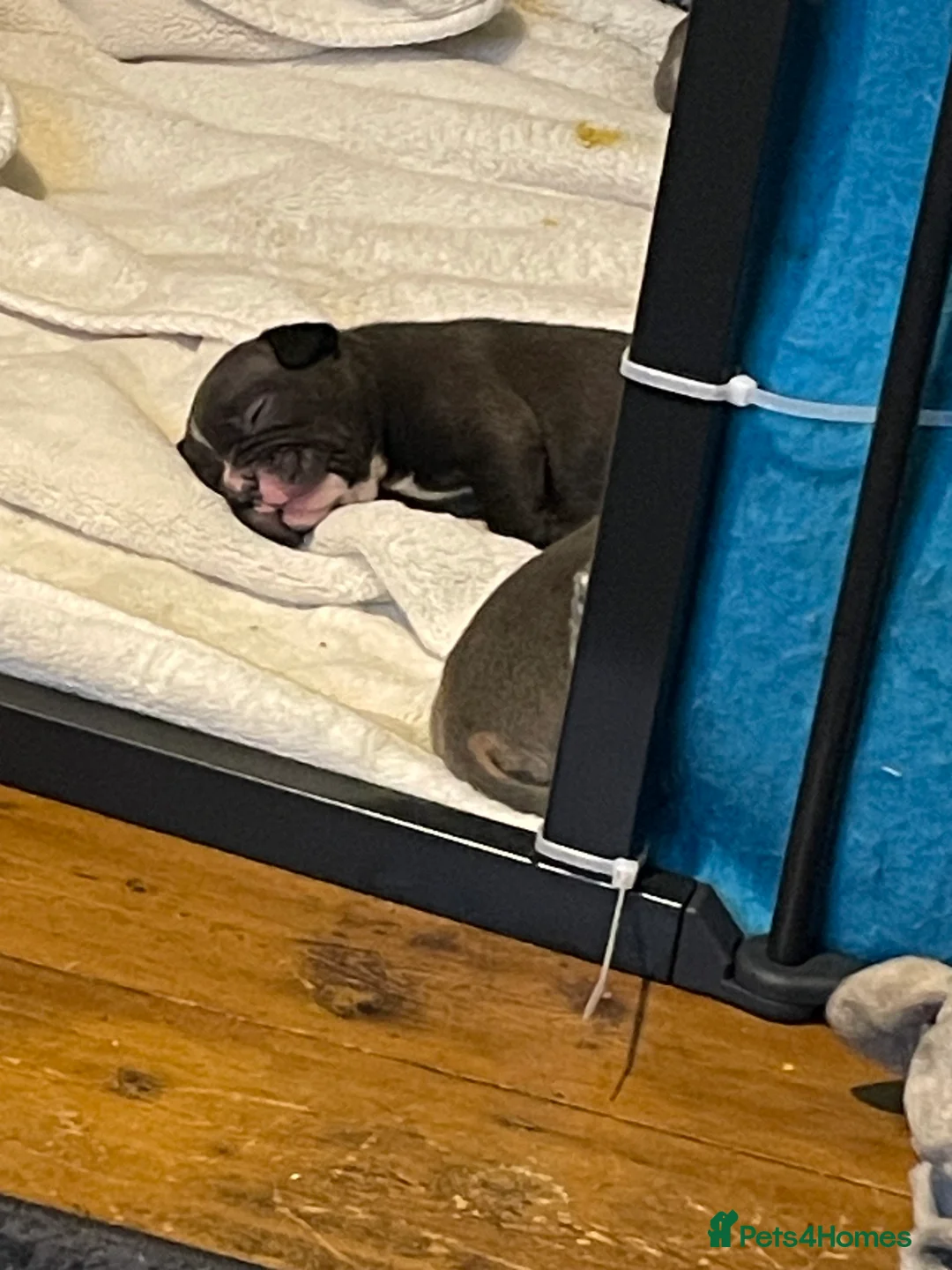 American Bully dogs for sale: American Pocket bully’s puppies  - Advert 20