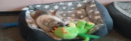 Akita dogs for sale: 15 week old male akita for sale  - Advert 8