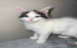Maine Coon cats for sale: Adorable Maine coons!!! - Image 6