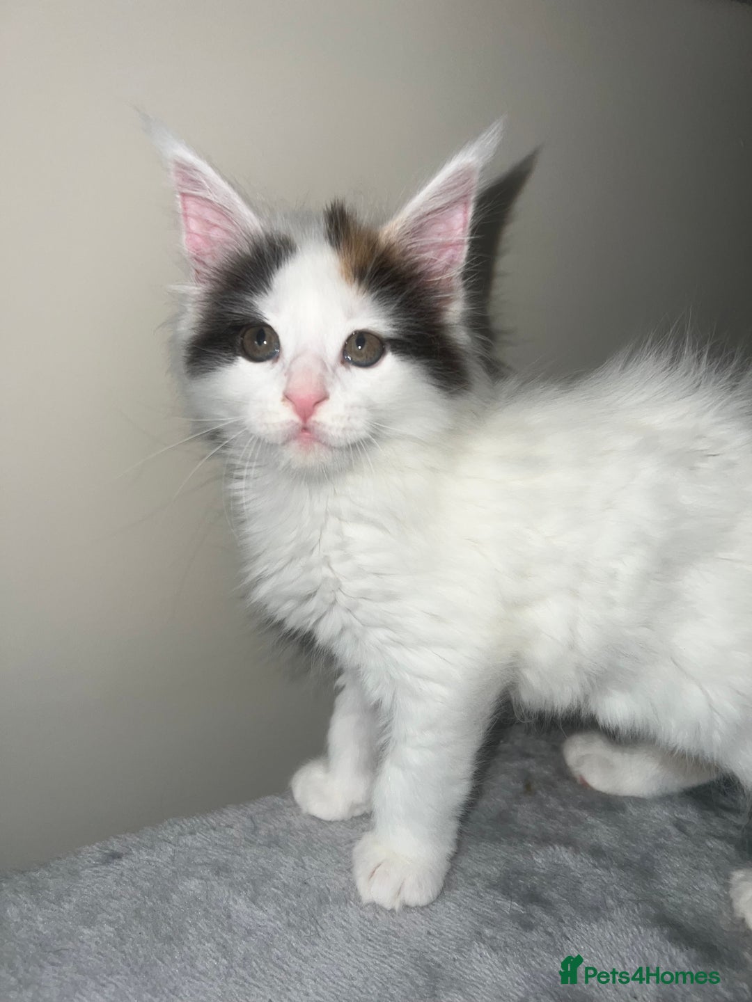 Maine Coon cats for sale: Adorable Maine coons!!! - Image 6