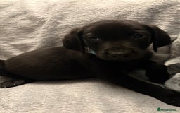Labrador Retriever dogs for sale: Ready now beautiful Labrador retriever puppies - Image 23