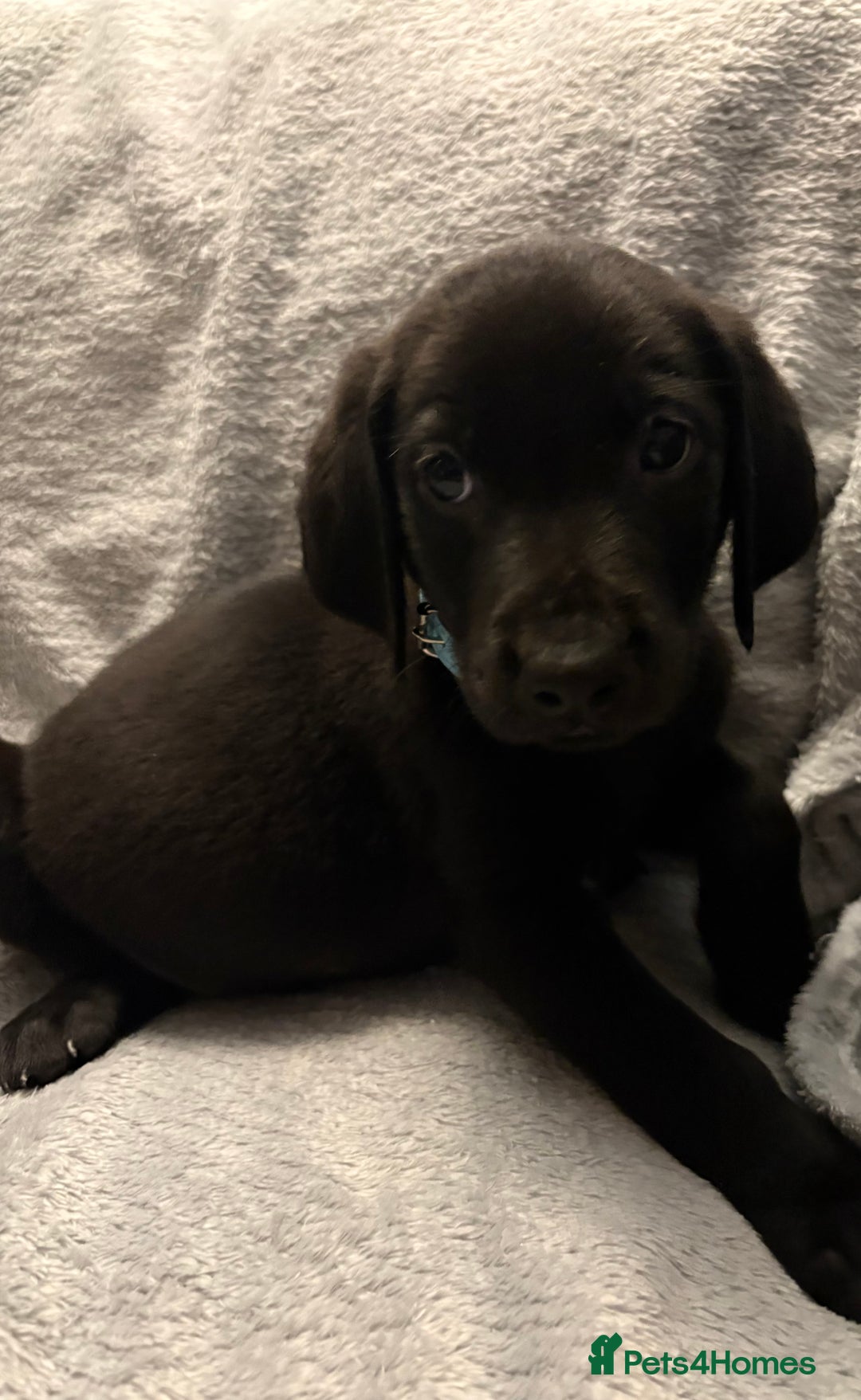 Labrador Retriever dogs for sale: Ready now beautiful Labrador retriever puppies - Image 23