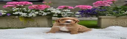 Australian Labradoodle dogs for sale: Australian Labradoodle Puppies - Advert 7
