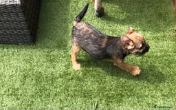 Border Terrier dogs for sale: 2 boys KC Border Terrier Pups SLEM CLEAR  - Image 10