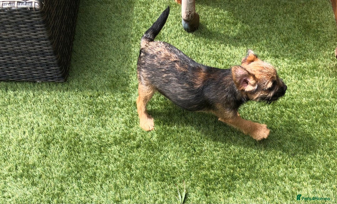 Border Terrier dogs for sale: 2 boys KC Border Terrier Pups SLEM CLEAR  - Image 10