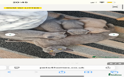 British Shorthair cats for sale: British Blue Kitten Looking for a Loving Home - Image 3