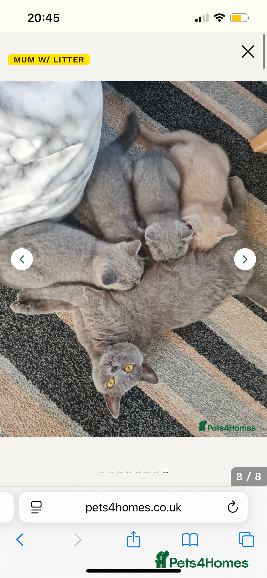 British Shorthair cats for sale: British Blue Kitten Looking for a Loving Home - Image 3