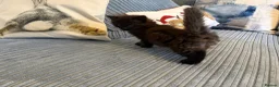 Ragdoll cats for sale: Gorgeous male brown ragdoll cross kitten for sale - Advert 4