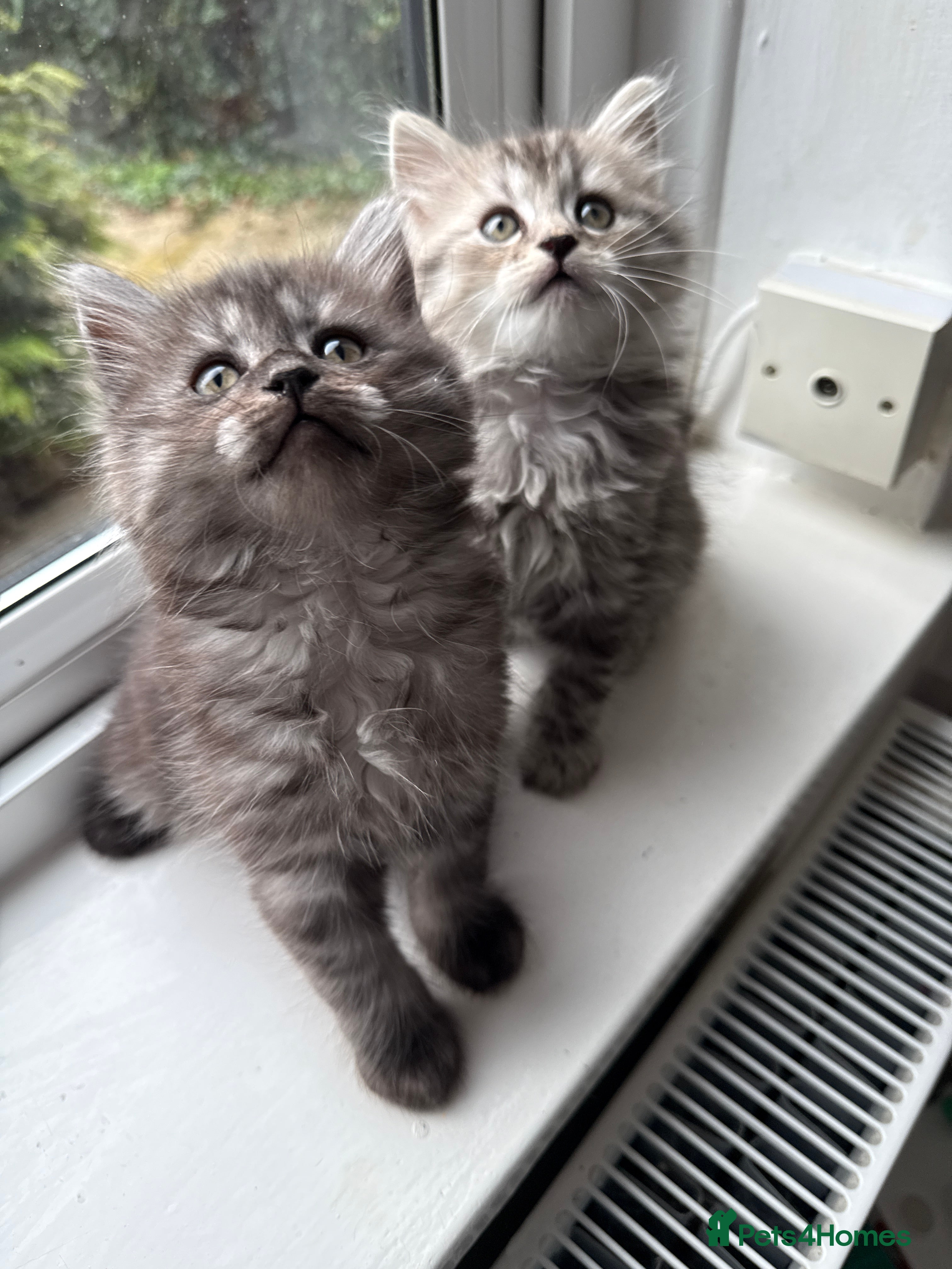 Persian cats PersianBSH silver & ginger kittens - ready now 🩷 - Advert 1