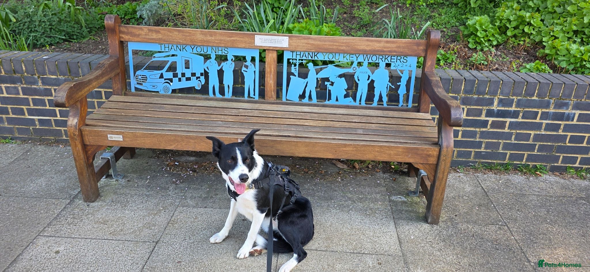 Border Collie dogs Looking for a Loving Forever Home - Advert 1
