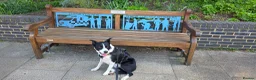 Border Collie dogs for sale: Looking for a Loving Forever Home - Advert 1