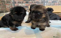 German Shepherd dogs for stud: Herman Kennel Club registered GSD-stud in Doncaster - Image 10