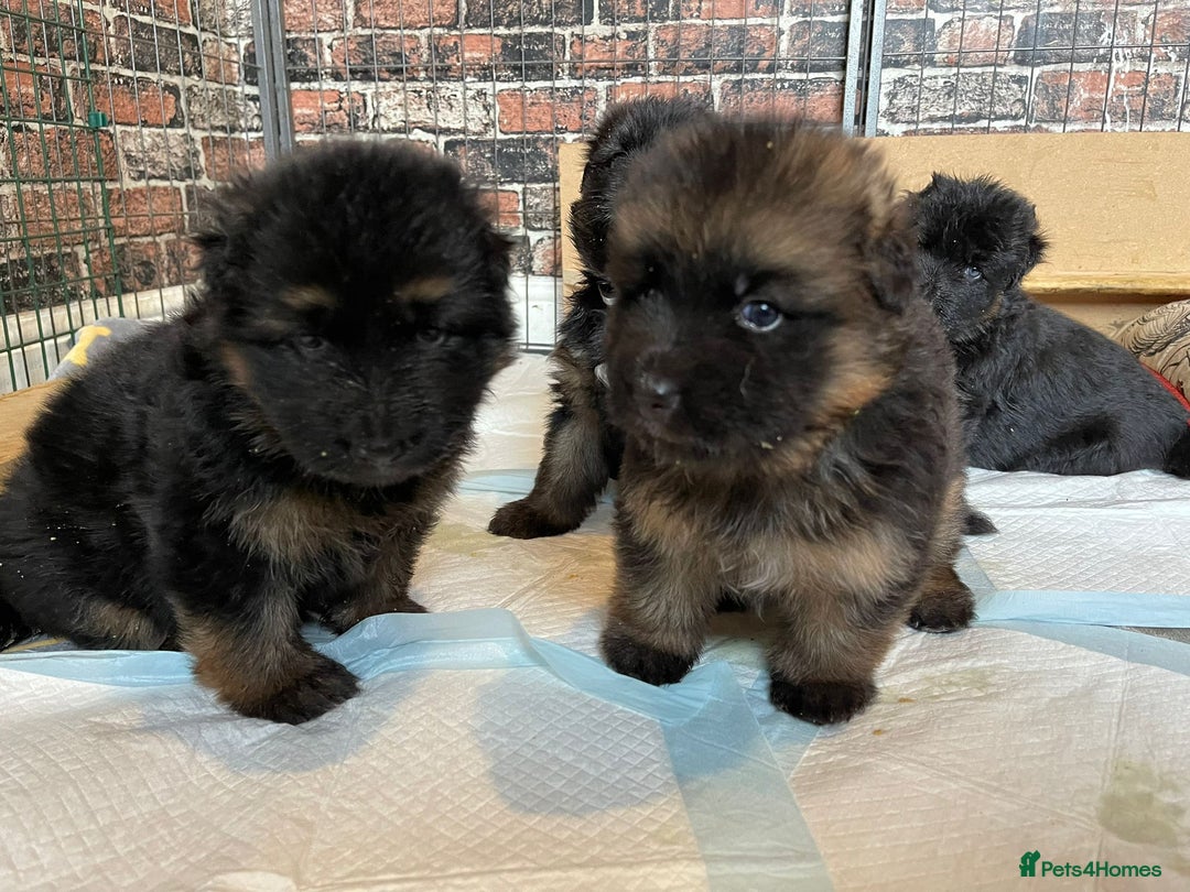 German Shepherd dogs for stud: Herman Kennel Club registered GSD-stud in Doncaster - Image 10