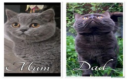British Shorthair cats for sale: Pedigree kittens lilac boy blue girl  - Image 11