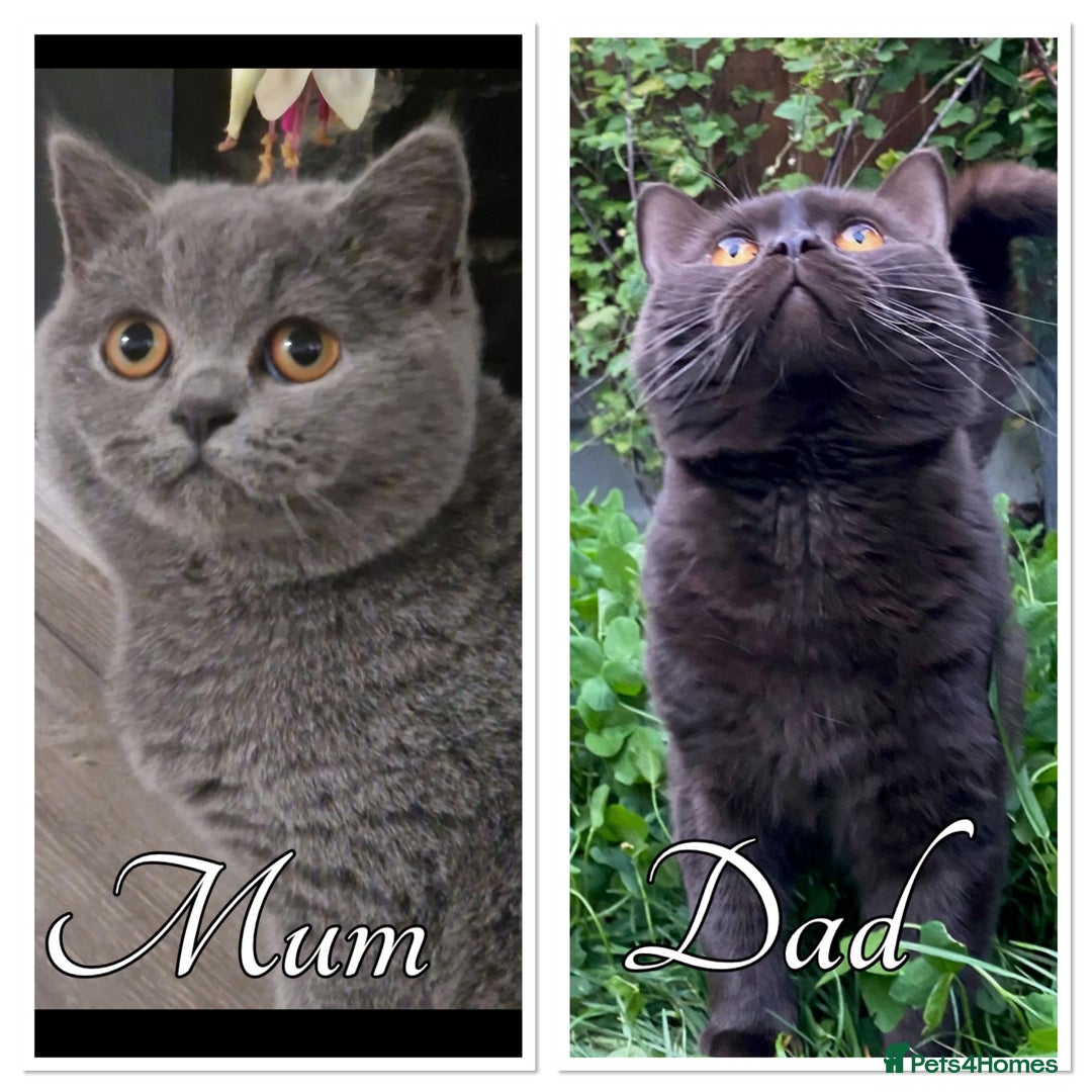 British Shorthair cats for sale: Pedigree kittens lilac boy blue girl  - Image 11
