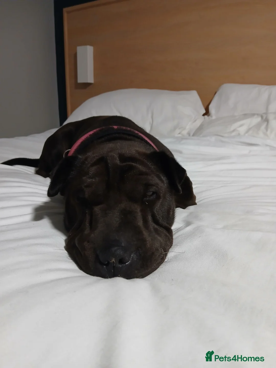 Mixed Breed dogs for sale: Hi my name is lola I'm looking for a new home ❤️ - Advert 2