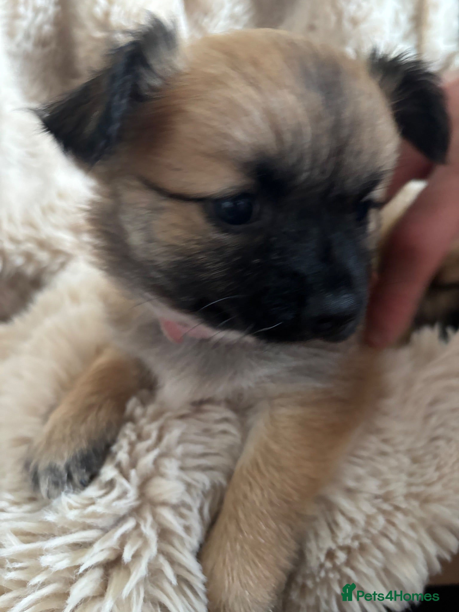 Chihuahua dogs Absolutely gorgeous chihuahua pups - Advert 1