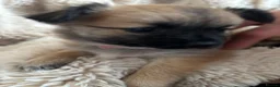 Chihuahua dogs for sale: Absolutely gorgeous chihuahua pups - Advert 1