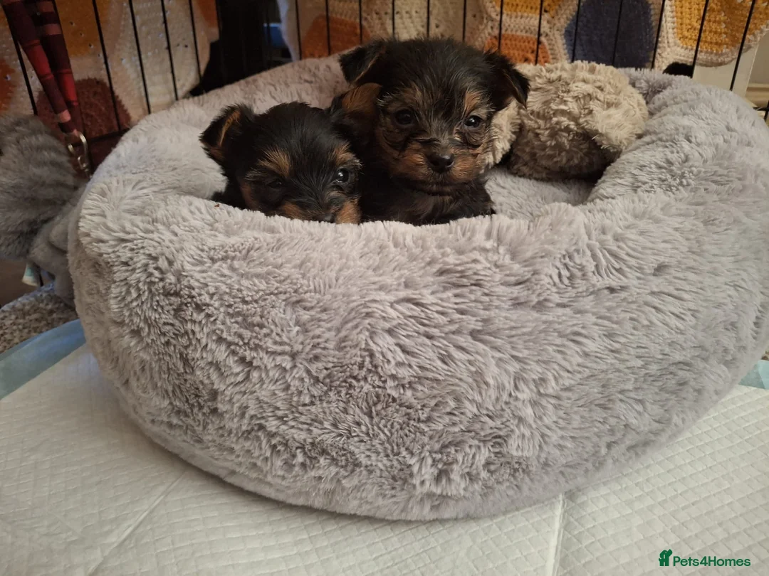 Shorkie dogs for sale: Yorkie shih tzu puppies  - Advert 3