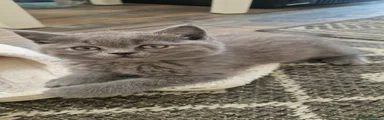 British Shorthair 3