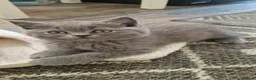 Brazilian Shorthair cats for sale: British straight-eared and Scottish fold kittens - Advert 2