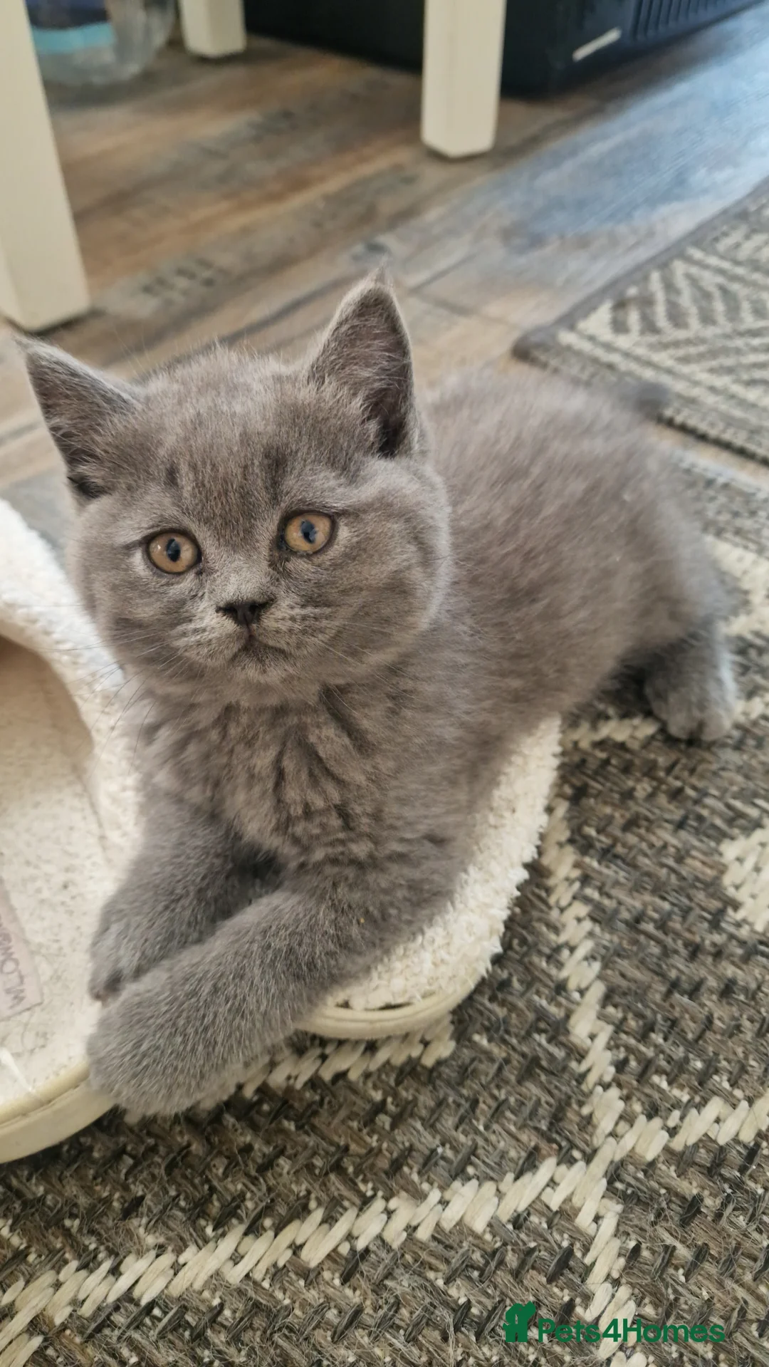 Brazilian Shorthair cats for sale: British straight-eared and Scottish fold kittens - Advert 2