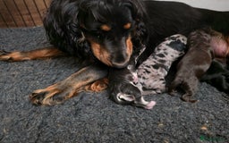 Cockapoo dogs for sale: F1 DNA PHANTOM MERLE TAN PUPPYS  - Image 11