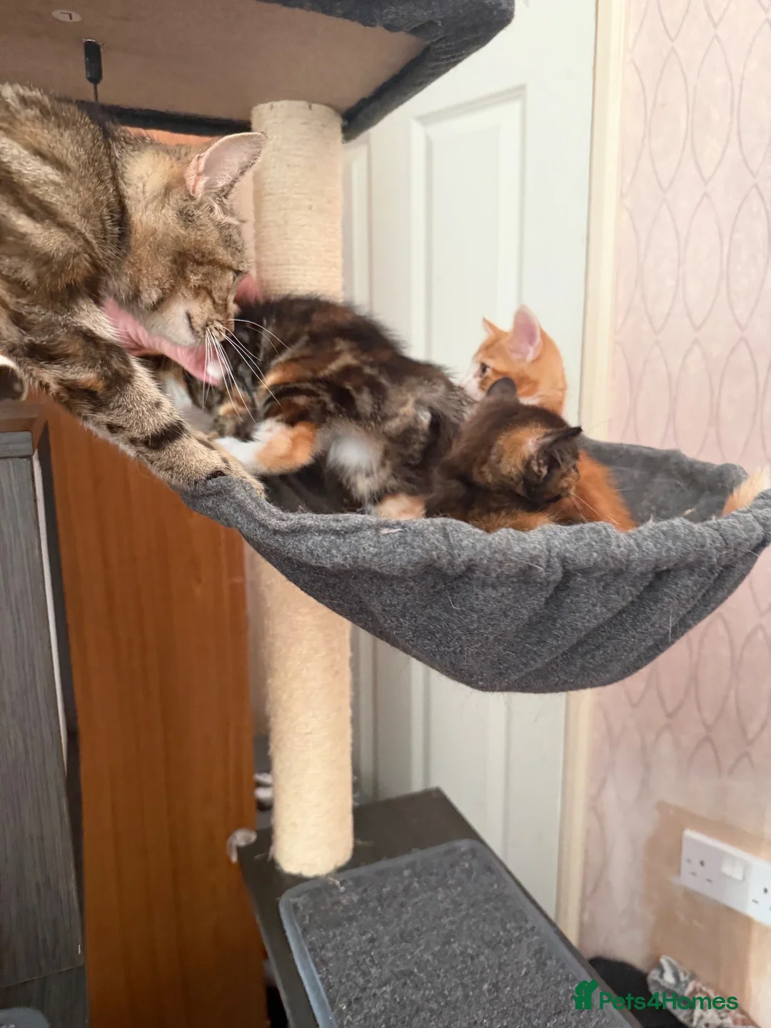 Mixed Breed cats for sale: 3 kittens for sale - Advert 2