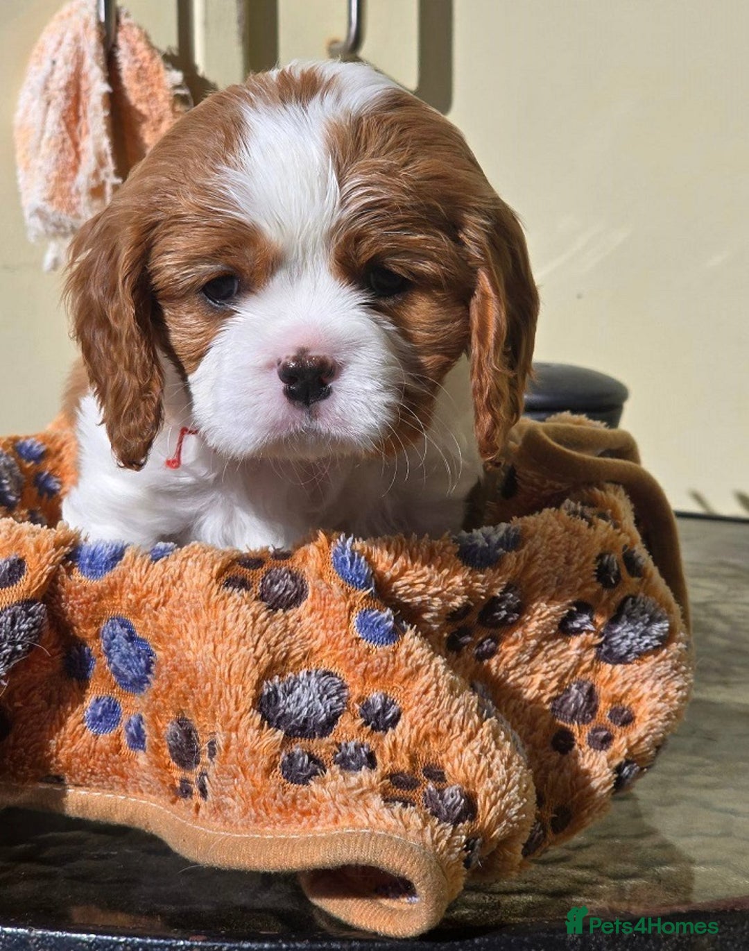 Cavalier King Charles Spaniel dogs for sale: Gorgeous pure Cavalier King Charles Spaniel Pup - Image 5