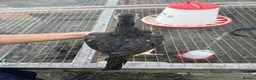 Mixed Breed poultry for sale: BrazillianXGerman O shamo - Advert 18