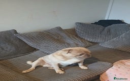 Pug dogs for sale: KC Reg Lilac Fawn Male Pug 2 years old - Image 3
