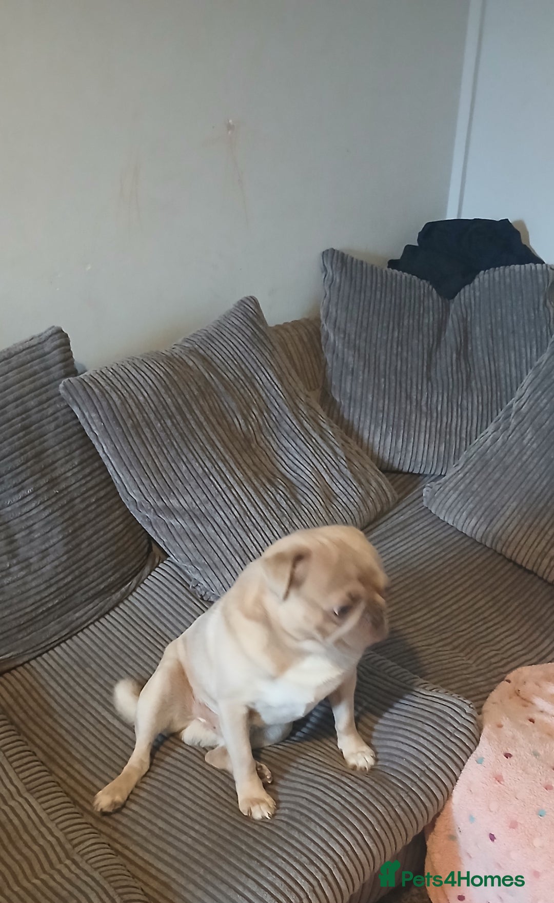 Pug dogs for sale: KC Reg Lilac Fawn Male Pug 2 years old - Image 3