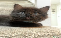 Mixed Breed cats for sale: 2 Black Fluffy Kittens (15wk old brothers) - Image 15