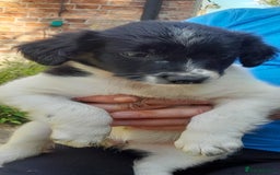 Sprollie dogs for sale: Border Collie x Springer Spaniel pups - Image 16