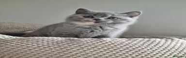 British Shorthair Kitten 2