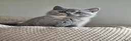 British Shorthair cats for sale: Blue/cream girl and cream boy in Newport - Advert 8