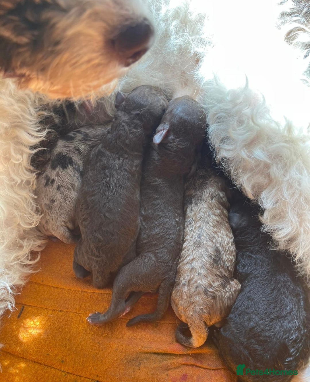 Miniature Poodle dogs for sale: 🐩Extensively Health Tested Miniature Poodles🐩 - Image 6