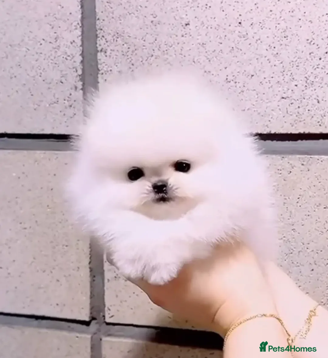 Pomeranian dogs for sale: Purebred tiny Pomeranian puppies available - Image 3
