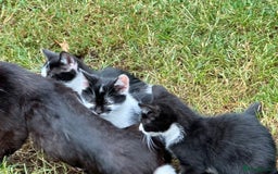 Mixed Breed cats for sale: Kittens - Image 9