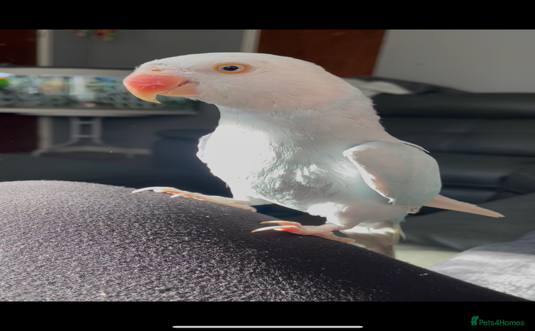Ringnecks birds - Advert 2