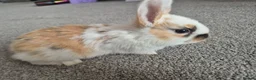 Mixed Breed rabbits for sale: 7 lovely mixed baby rabbits - Advert 8