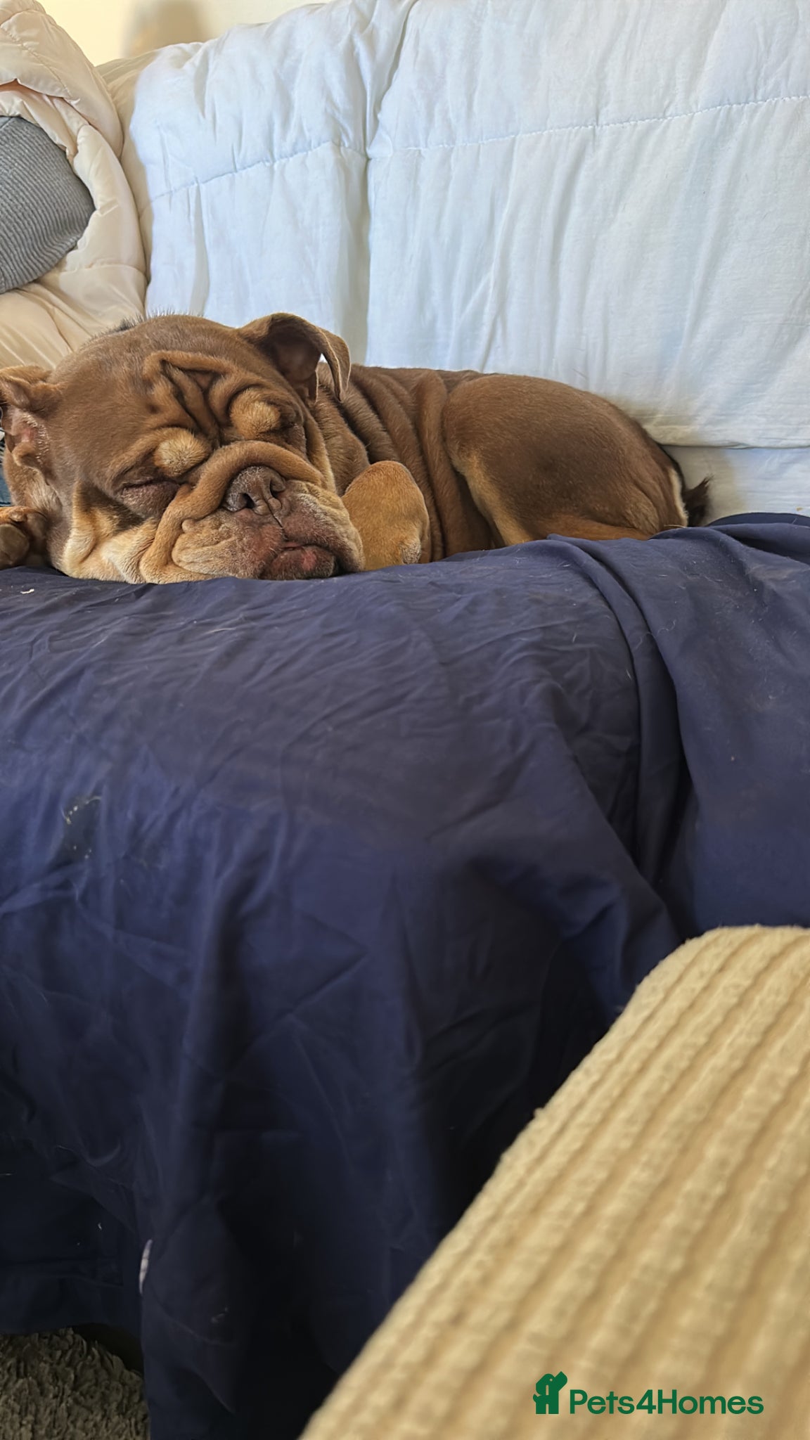 English Bulldog dogs Female English bulldog - Advert 1