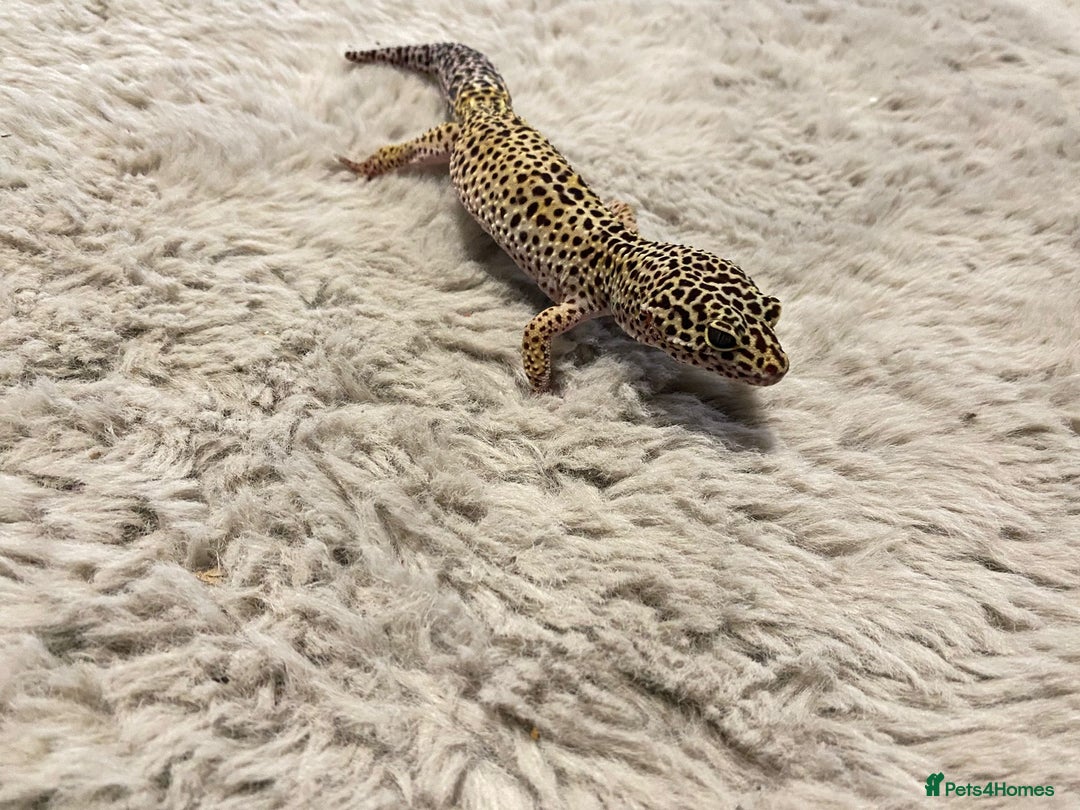 Leopard Gecko reptiles for sale: Leopard gecko couple m/f - Advert 3